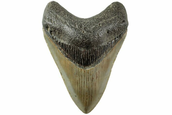 Serrated, Fossil Megalodon Tooth - North Carolina #235447